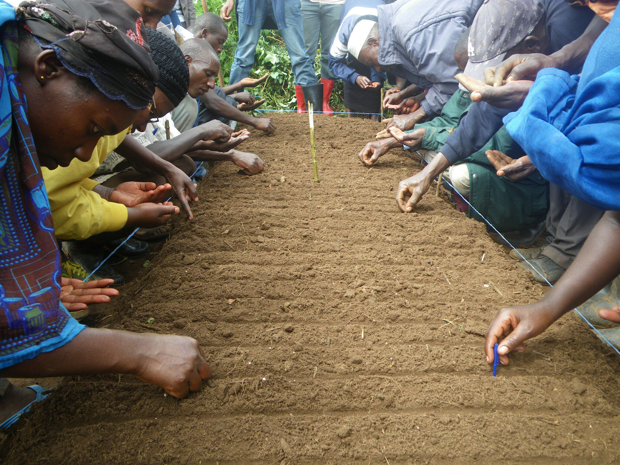 『たねまき／Sowing seeds』＠Ngoma District, Rwanda　応募者／Applicant：タガメ大統領／President Lethocerus（日本工営／Nippon Koei）